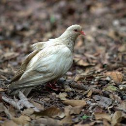 WhiteDove