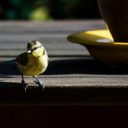 Youngbluetit