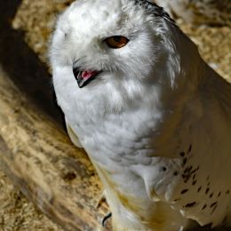 WhiteOwl