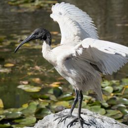 WhiteIbis