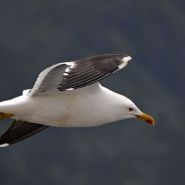 Seagull