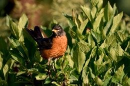 American Robin