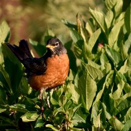 AmericanRobin