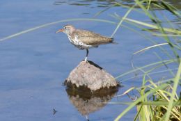 Sandpiper