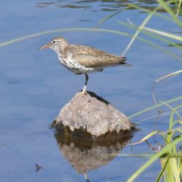 Sandpiper