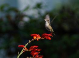 Hummingbird