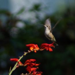 Hummingbird