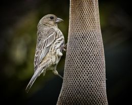 House Finch