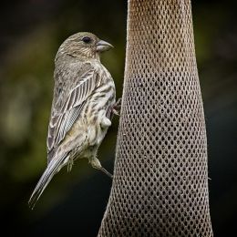 HouseFinch