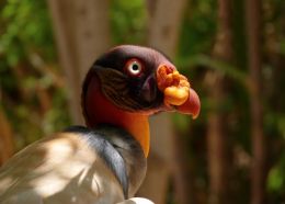 King Vulture