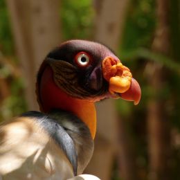 KingVulture