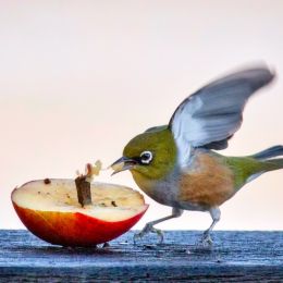 waxeye