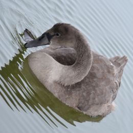 Cygnet