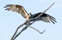 Osprey