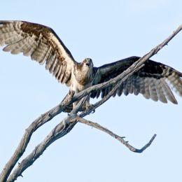 Osprey