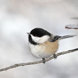 Chickadee