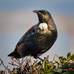 Tui