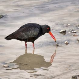 Oystercatcher