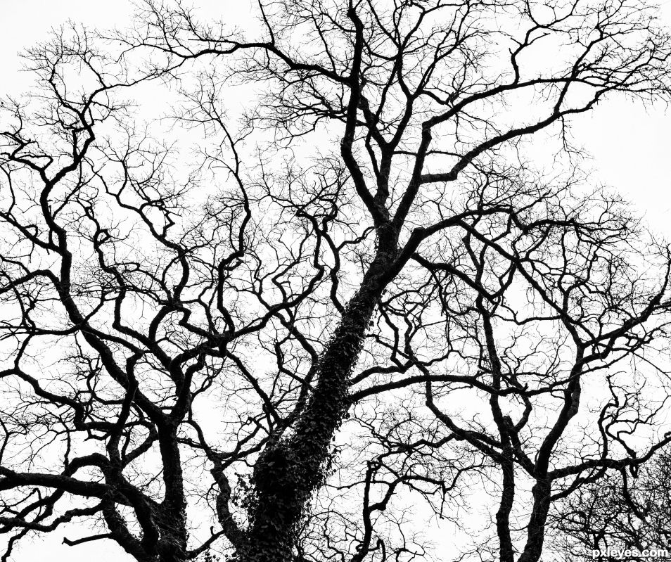 Branches