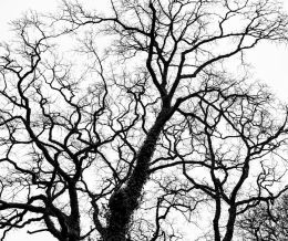 Branches