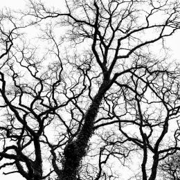 Branches