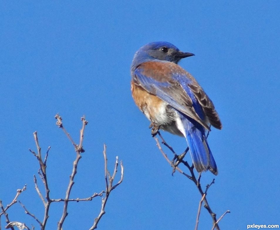 Western Bluebird