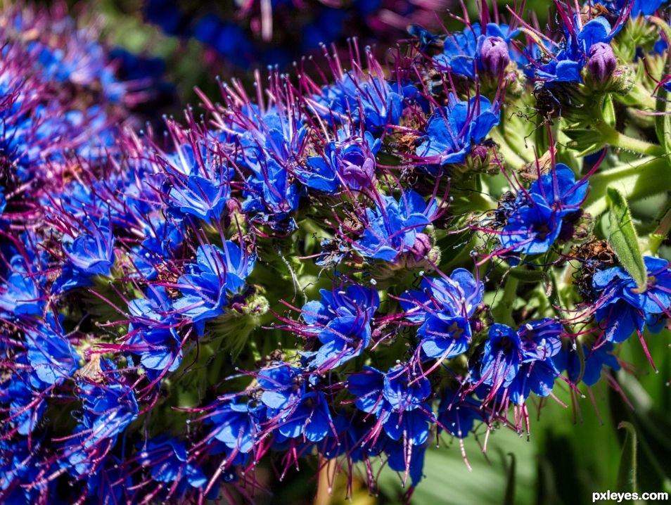 A sea of blue