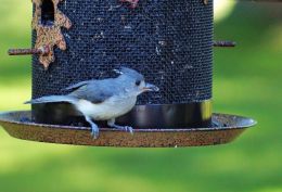 Tufted Titmouse