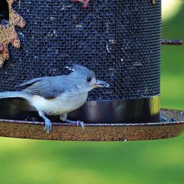 TuftedTitmouse