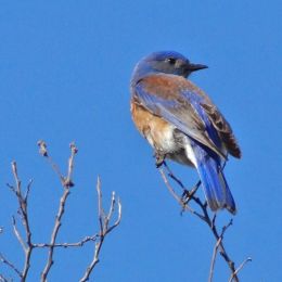 WesternBluebird