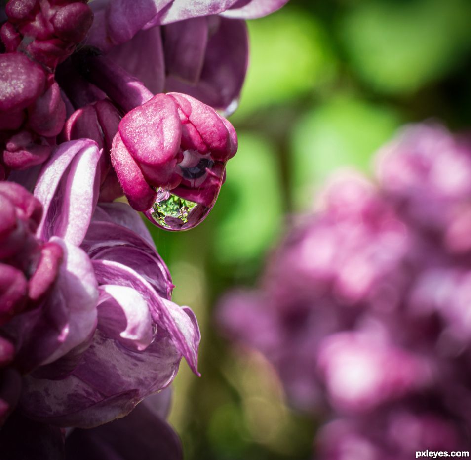 Lilac, after the rain