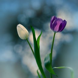 Tulips