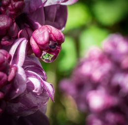 Lilac, after the rain Picture