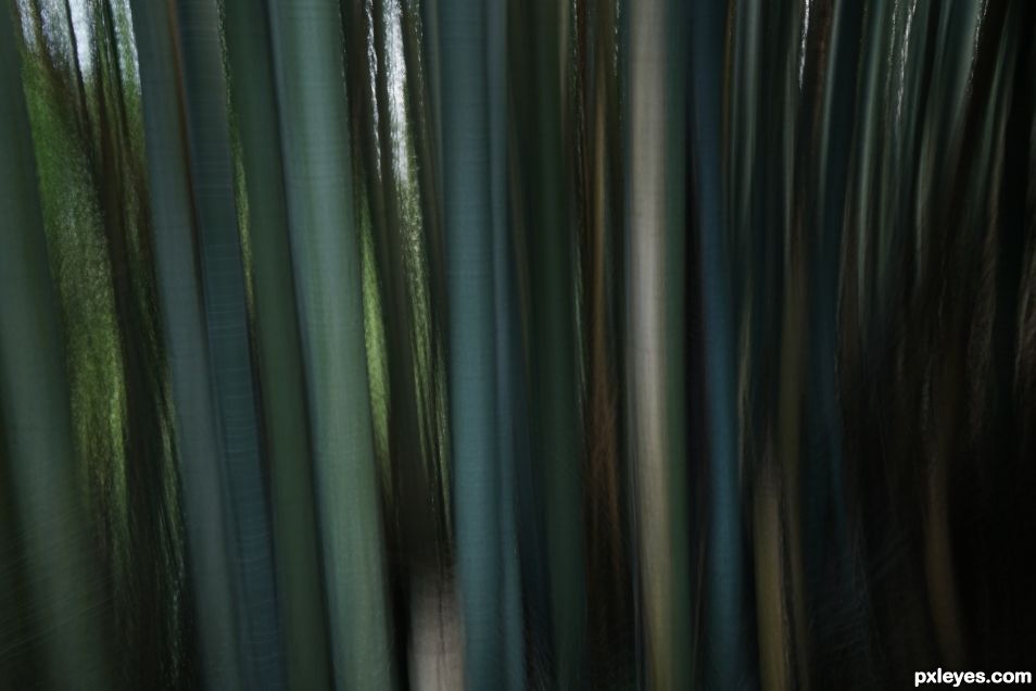 Bamboo Forest