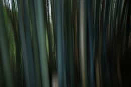 Bamboo Forest