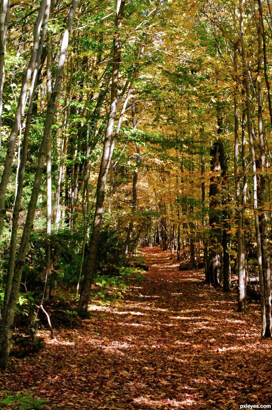 Wooded Paths