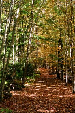 Wooded Paths