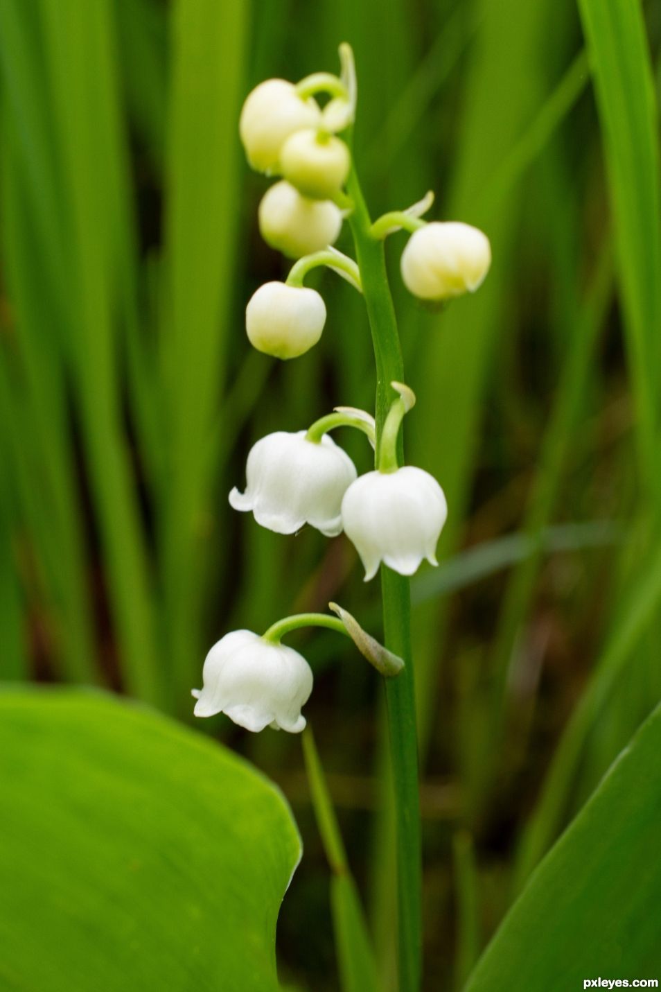 Lily of the valley