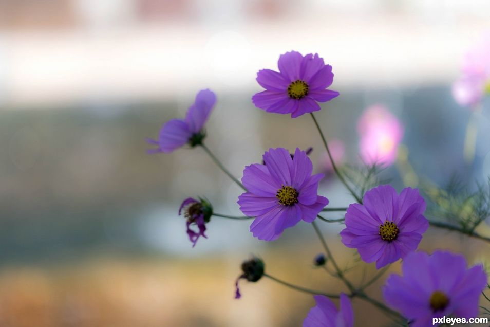 Purple flowers