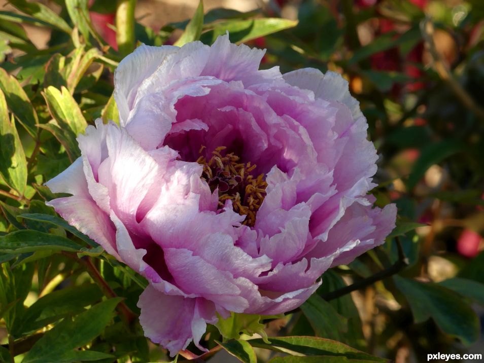 Pink peony