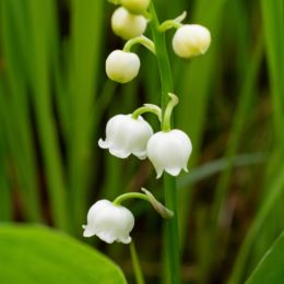 Lilyofthevalley