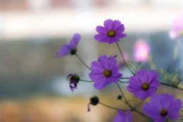 Purple flowers