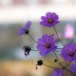Purpleflowers