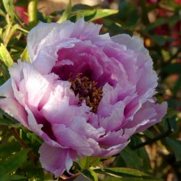 Pink peony Picture