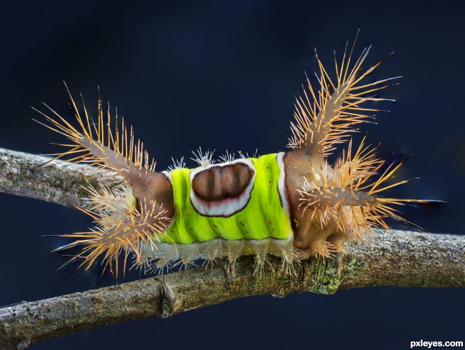 Venomous saddleback caterpillar