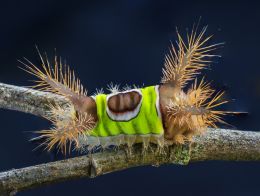 Venomous saddleback caterpillar