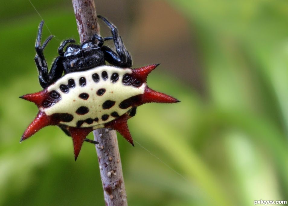 Thorny back spider