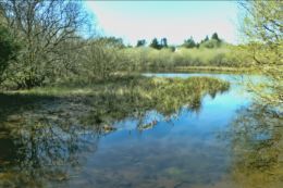 Marshes