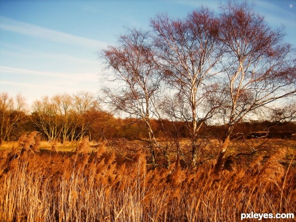 Autumn splendour