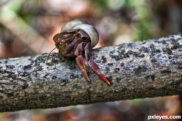 Hermit crab